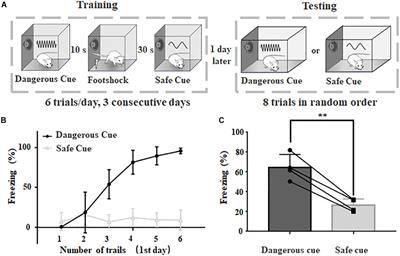 Anterior Auditory Field Is Needed for Sound Categorization in Fear Conditioning Task of Adult Rat